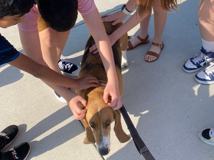 Homegrown Therapy Dogs serves students, educators, families, and community members throughout School District 102 and beyond.