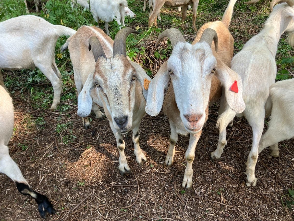 The Plant-Eating Goats Of Riverside Park Are Baack: Here's When To See ...