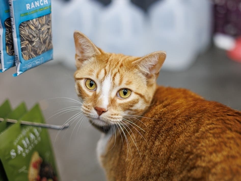The Secret Lives Of Bodega Cats On The Upper East Side