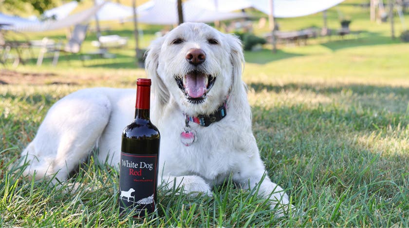 Yappy Hour at the Vineyard