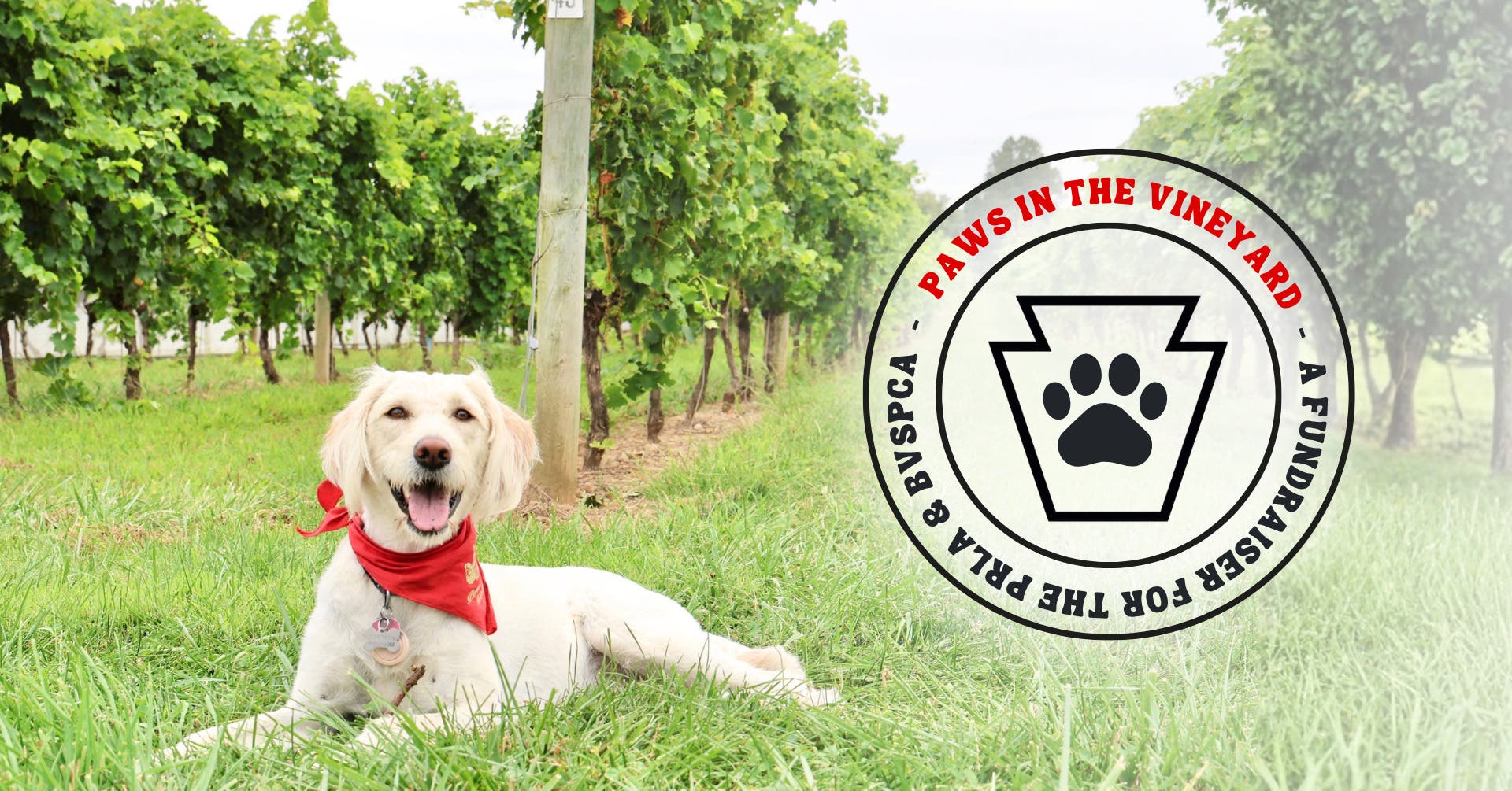 Paws in the Vineyard