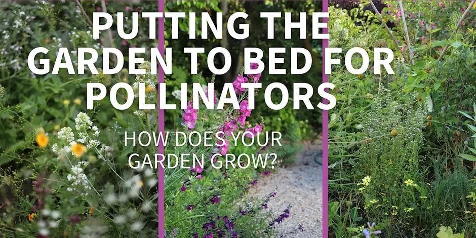 Putting the Garden to Bed: Supporting Pollinators