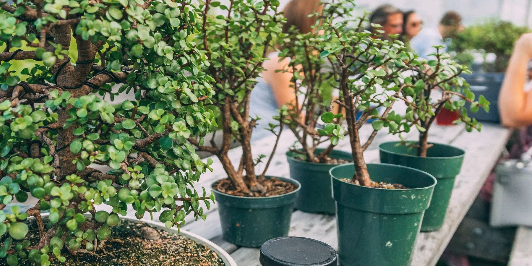 Bonsai Workshop at Loaded Question Brewing Company
