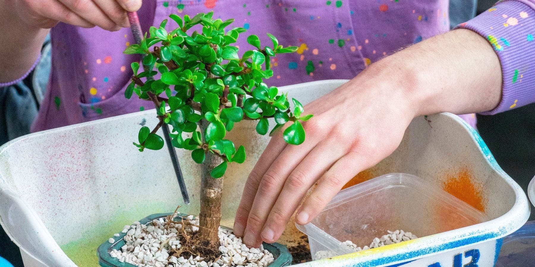 Bonsai Workshop at To Share Brewing Company