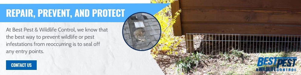 Best Pest & Wildlife Control