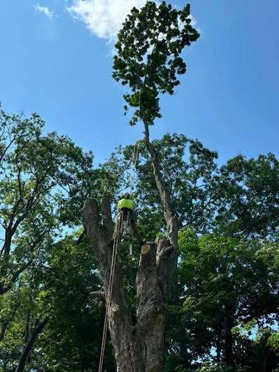 Not All Tree Damage Is Obvious in Lancaster, PA—Here’s What to Know