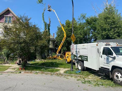 What Homeowners Should Know Before Hiring a Tree Service Company in Williamsville, NY