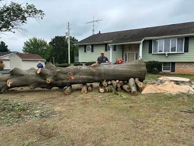 Before the Next Storm in Limerock, PA Check These Tree Warning Signs