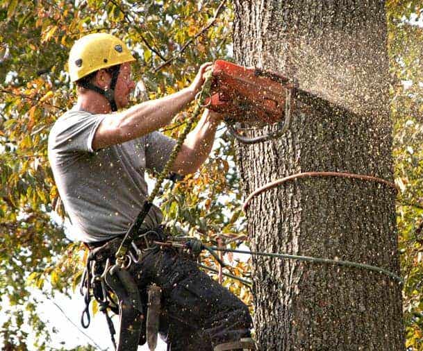 Greenlight Landscaping Corp & Tree Services