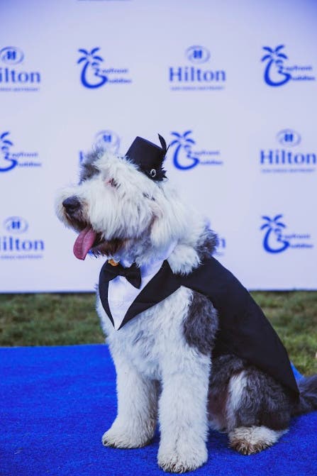 Hilton San Diego Bayfront’s BooFront Pet Costume Contest