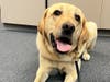 Winston is happy to be Milford's #1 Dog!