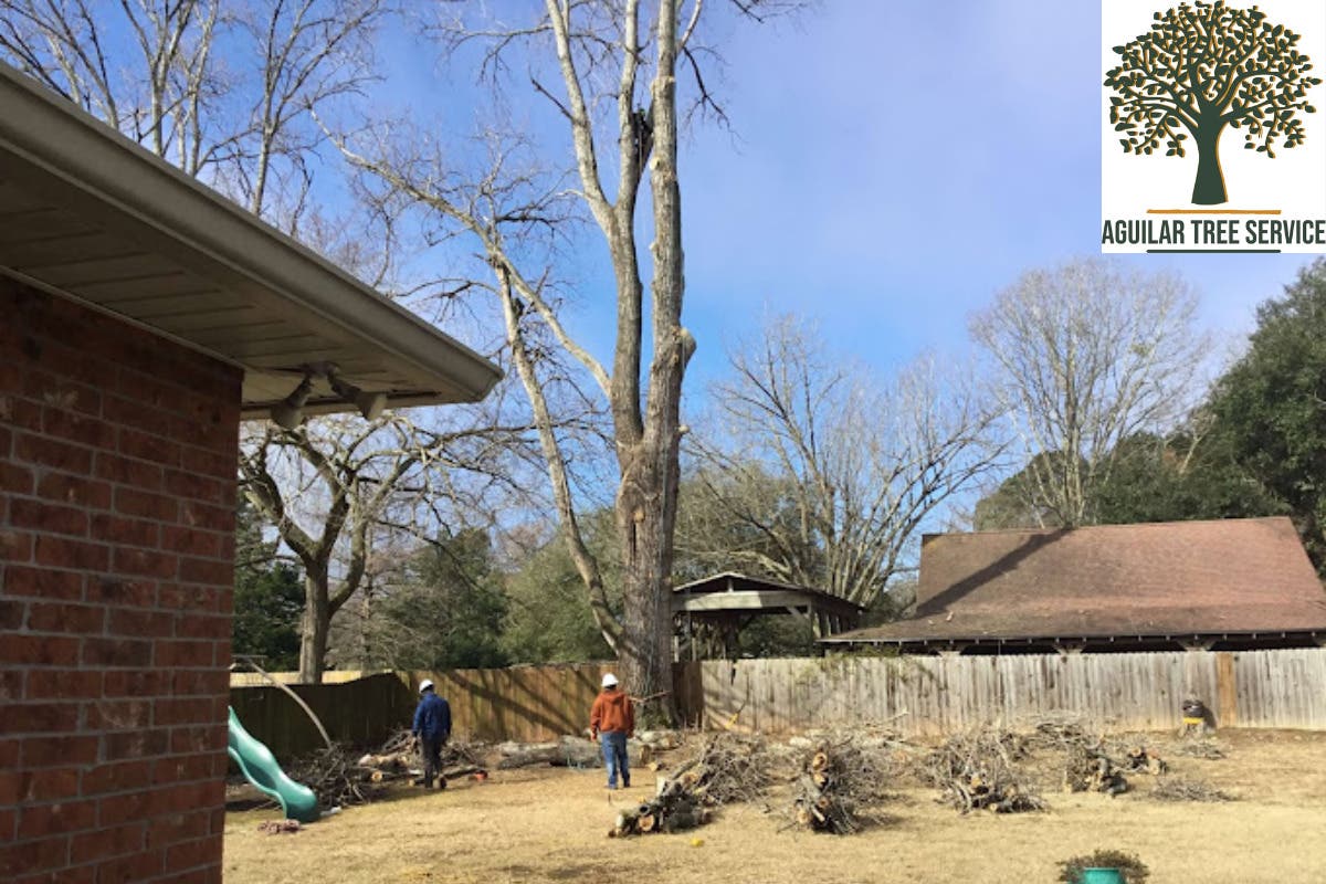 Shreveport Homeowners Turn to Aguilar Lawn and Landscape for Safe Tree Care