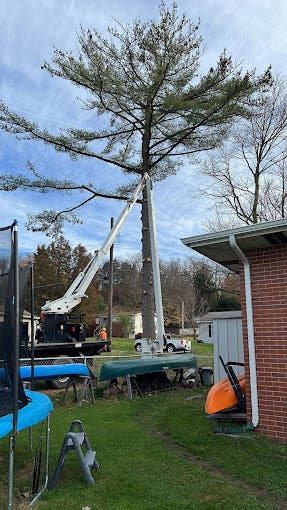 How to Choose the Right Tree Service Company - Palmer, PA Patch
