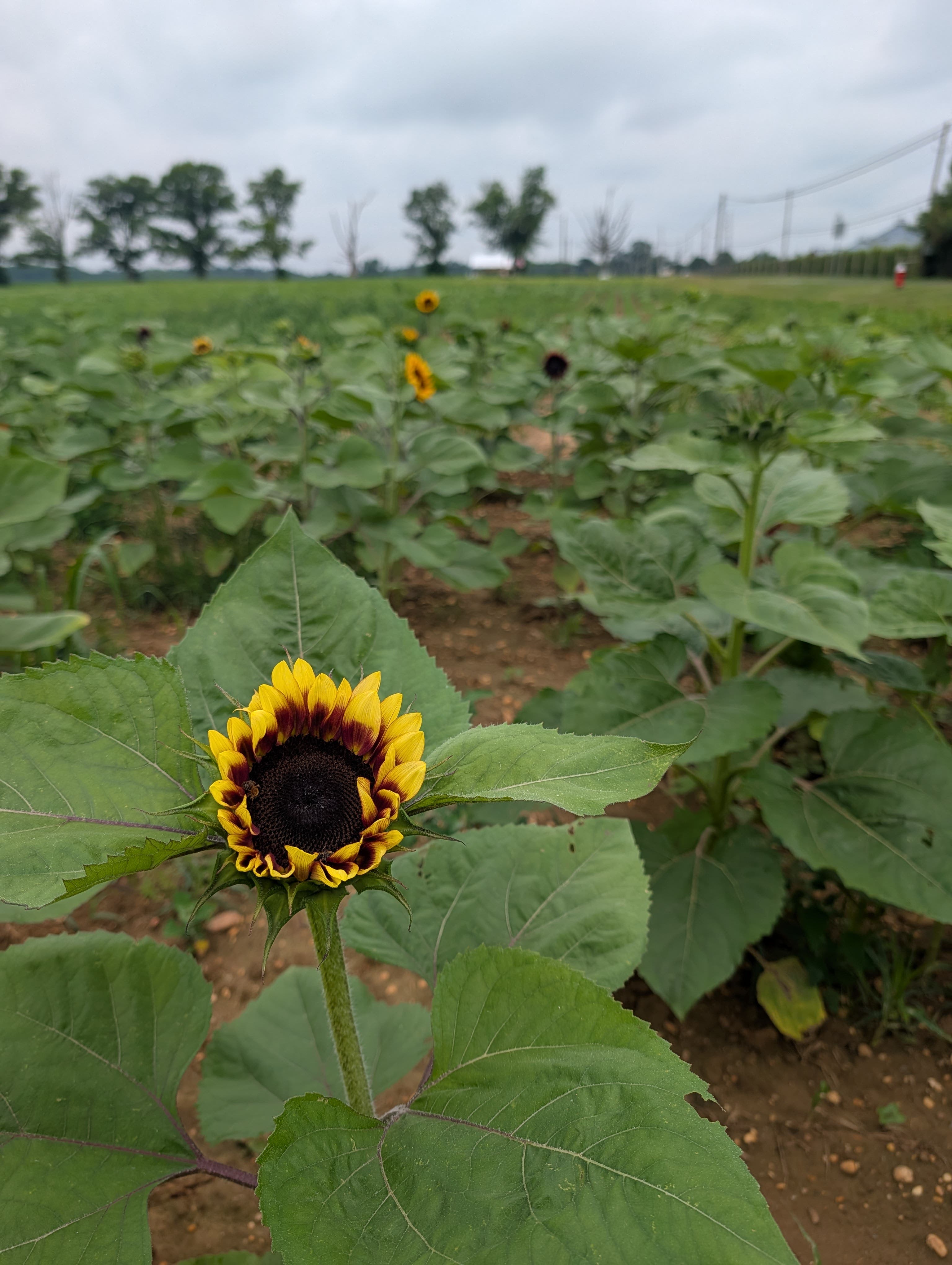 Bountiful Blooms U-pick Flowers