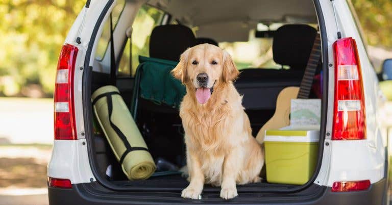 Sit Means Sit Dog Training Albuquerque