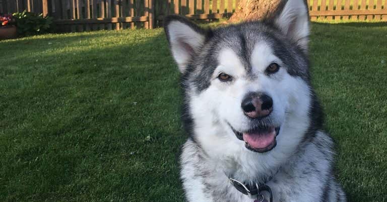 Sit Means Sit Dog Training Syracuse