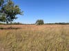 A bur oak stands alone in the eastern prairie.