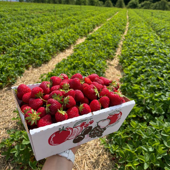 Open Daily: Pick Your Own Strawberries at Lyman Orchards