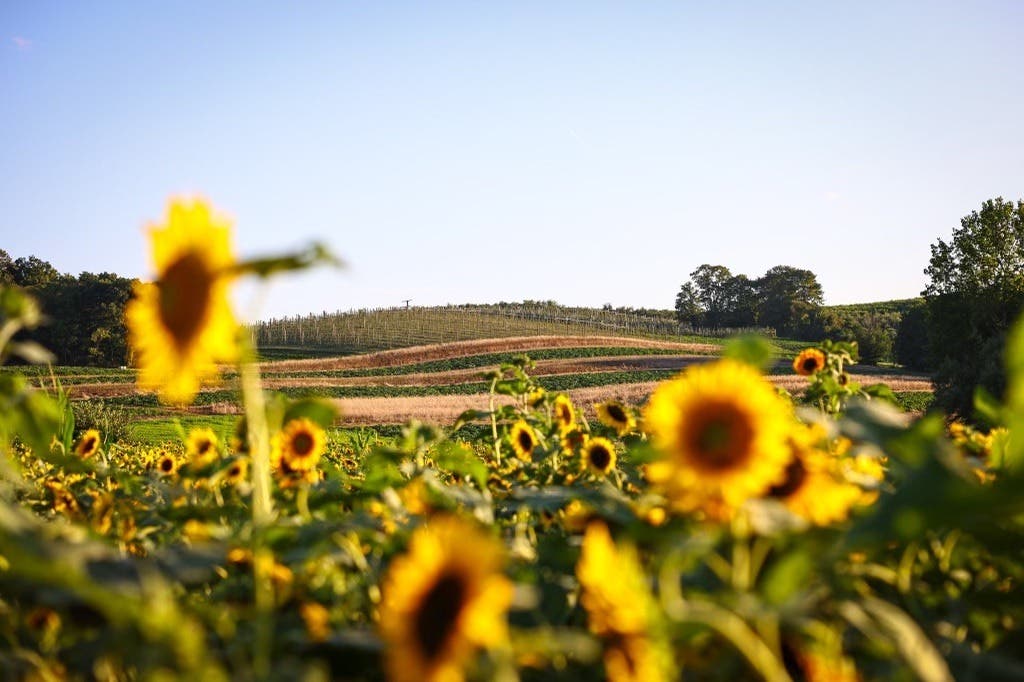 Sunflower Maze Opening Day Celebration