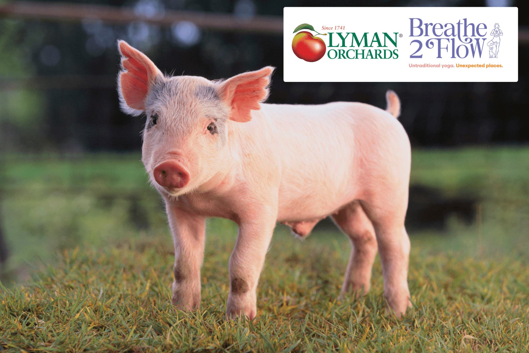 Oink & Om: Yoga Flow Class at Lyman Orchards