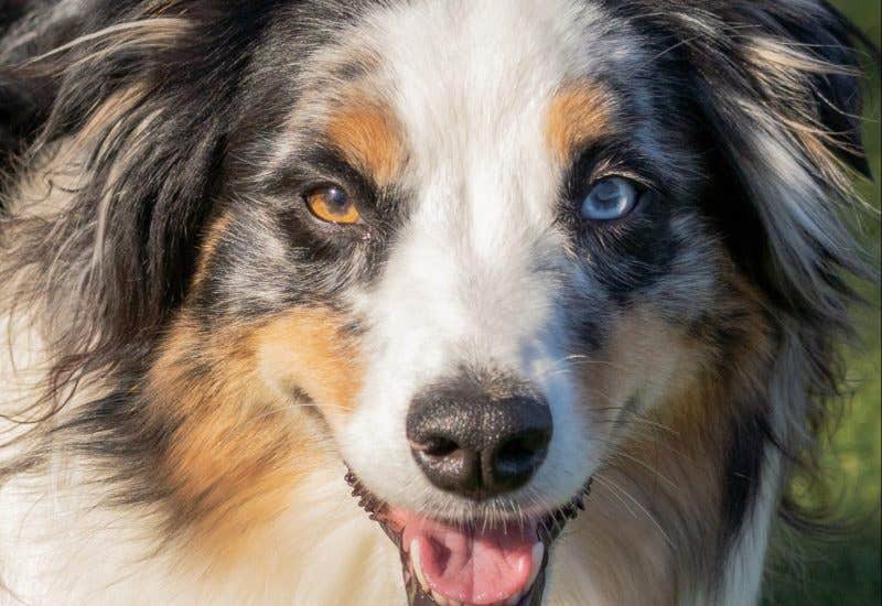 Sweet Paws Retreat