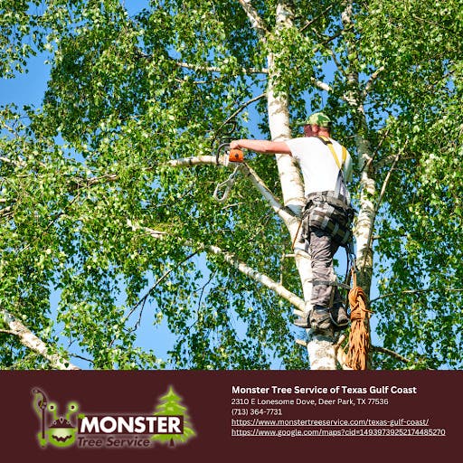 Emergency Tree Removal on the Texas Gulf Coast: Your Storm Season Game Plan