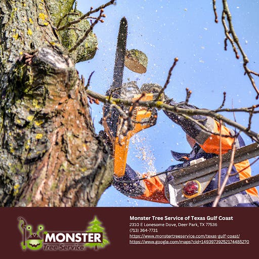 Stump Grinding Across the Texas Gulf Coast: Monster Tree Service Clears What Storm Season Leaves Beh
