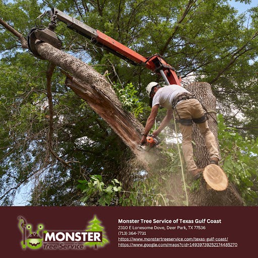 Tree Limb Removal in Baytown: Monster Tree Service Takes Down Hazard Limbs Before the Next Storm Doe