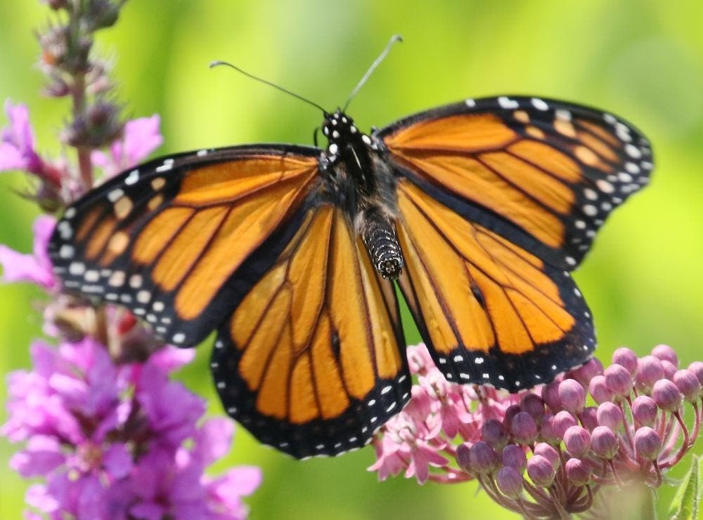 Storytime at Wolbach Farm: Monarch Butterflies