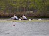 Hugo Rowbotham (stroke) and John Walish (bow) rowing to gold in the Men's Varsity Double at Mercer Lake Sprints Regatta