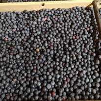 NEW VENDORS at the Alamo Farmers' Market this Sunday (4/12/26)