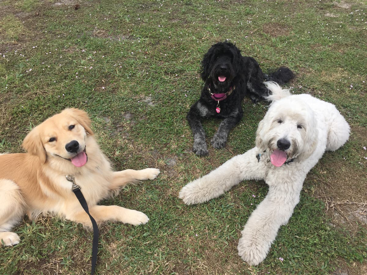 Woof Dogs