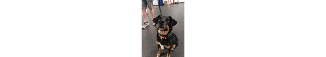 KC Dawgz Dog Training Academy