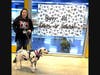 Staff and students at Harmony Science Academy Georgetown celebrated 101 days of learning by dressing in black and white and welcoming a special Dalmatian visitor to campus.