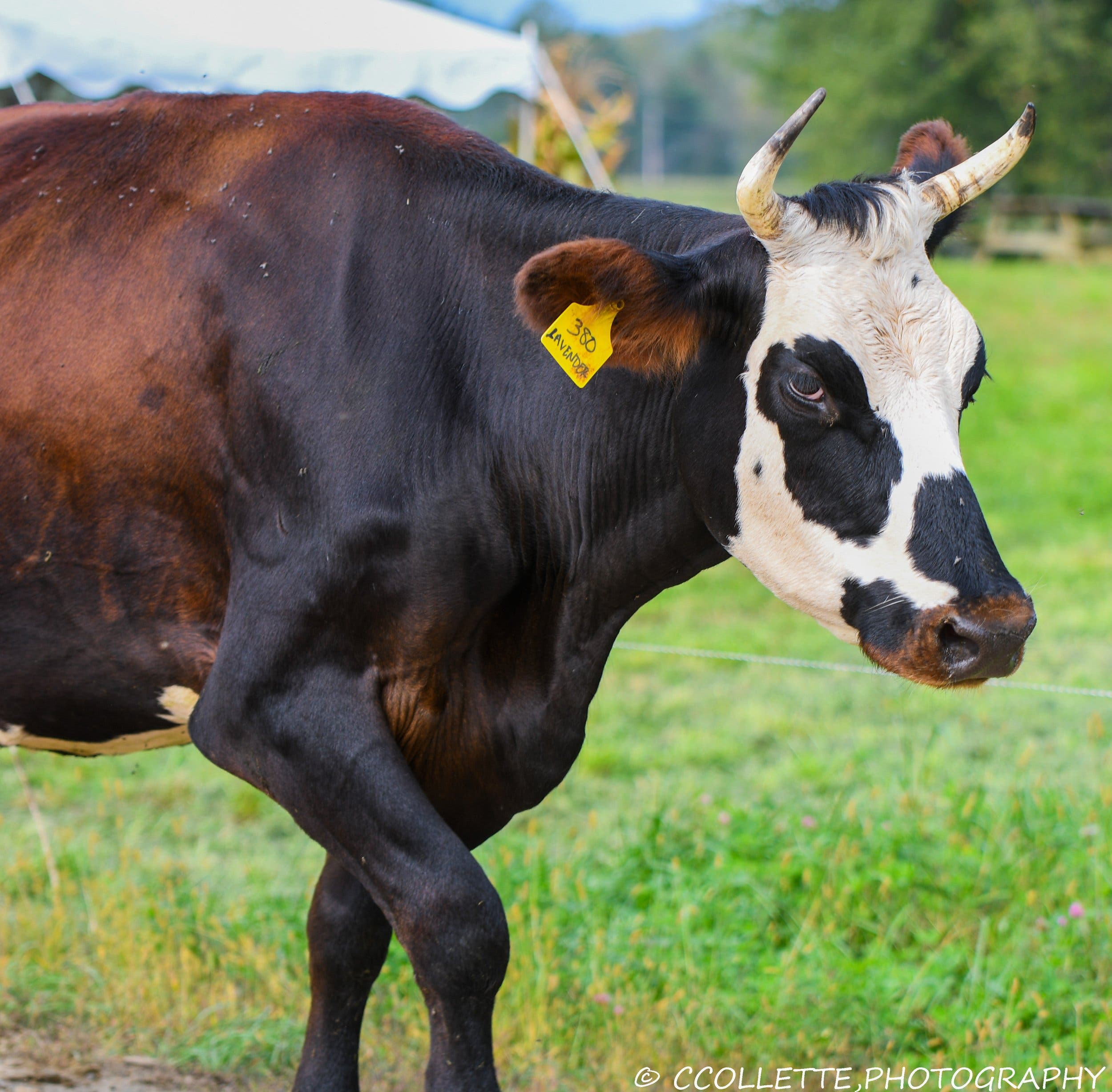 Brookford Farm's Annual Heifer Parade