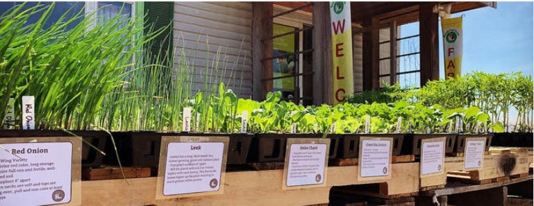 Brookford Farm Organic Plant Sale