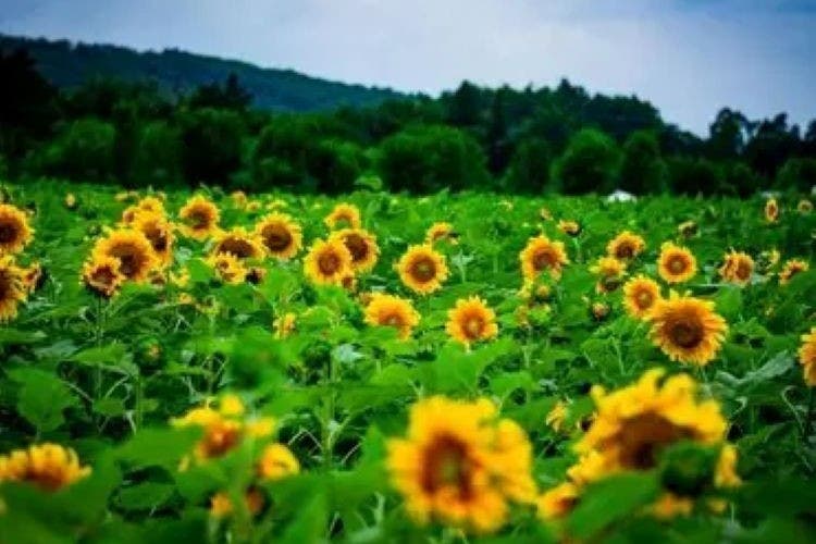 Sunflower Soiree Festival-Farm, Family Fun