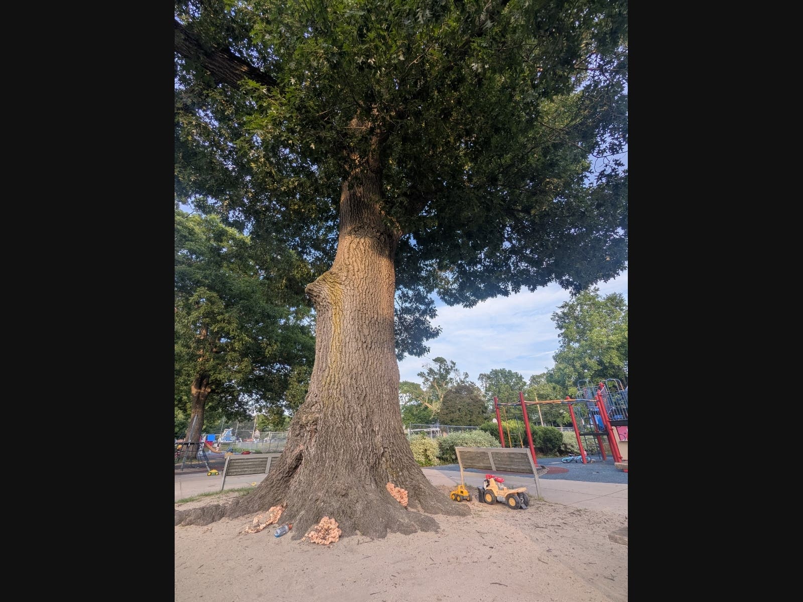 The tree sat in the middle of the fenced playground.