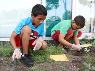 Children will be given the opportunity to plant sunflowers.