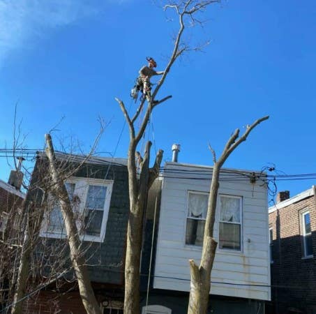 Philadelphia Tree Services