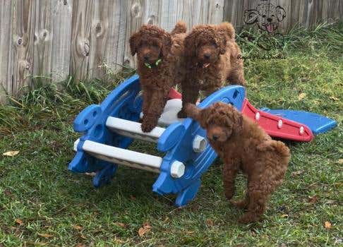 Royal Plush Mini Goldendoodles
