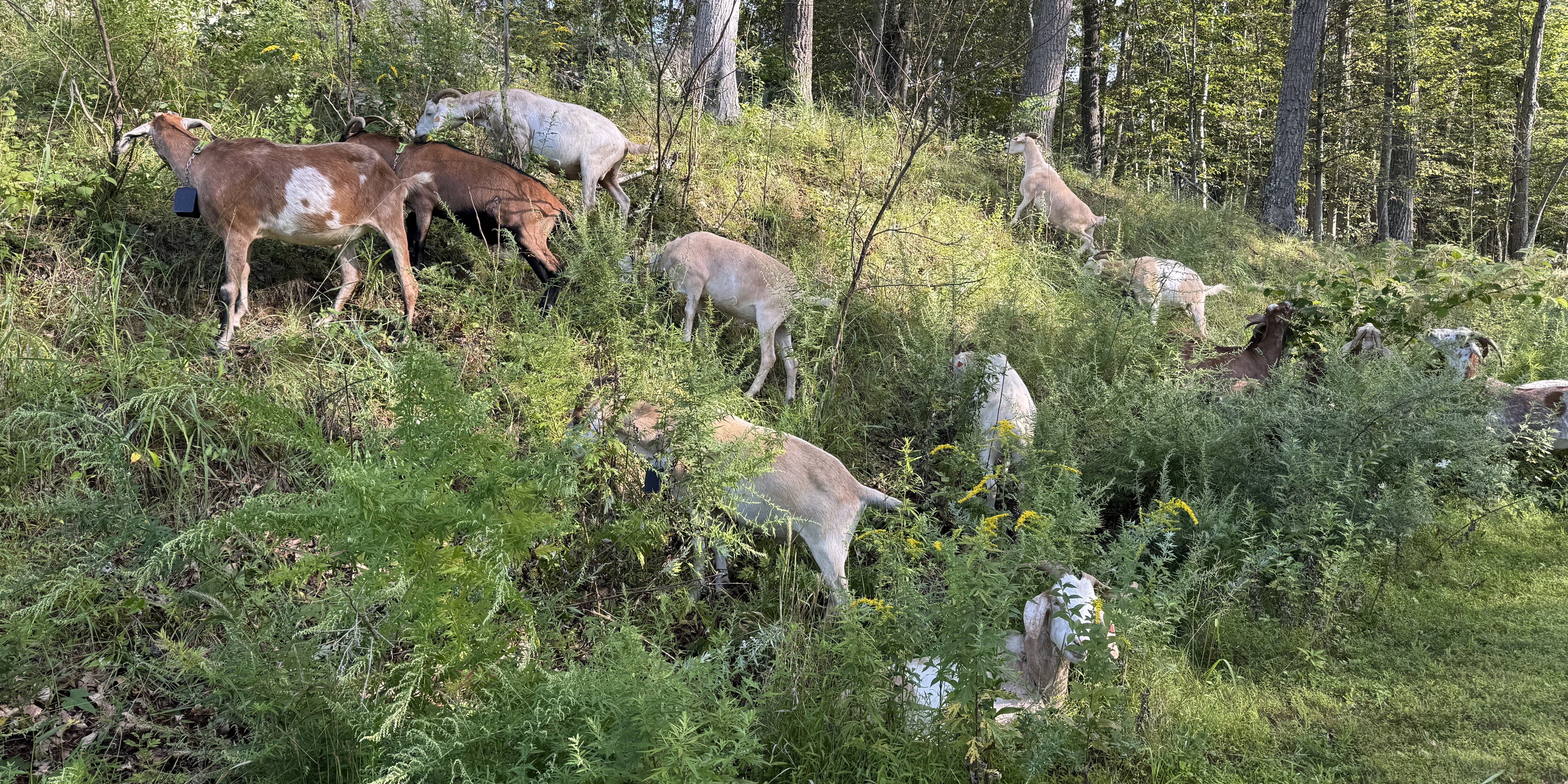 Fat and Sassy Goats: Clearing the Way for Pollinators