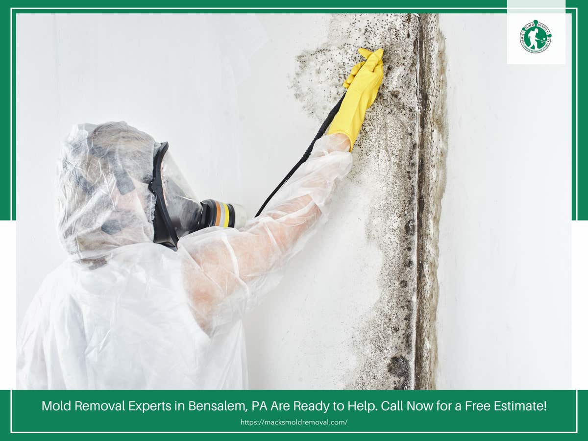 Mack's Mold Removal LLC