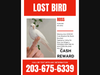 Lost bird flyer 