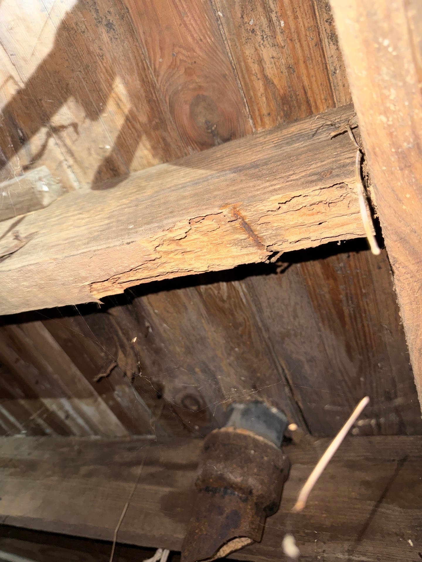 What’s Eating Decatur? See The Hidden Damage Found During Recent Home Inspection