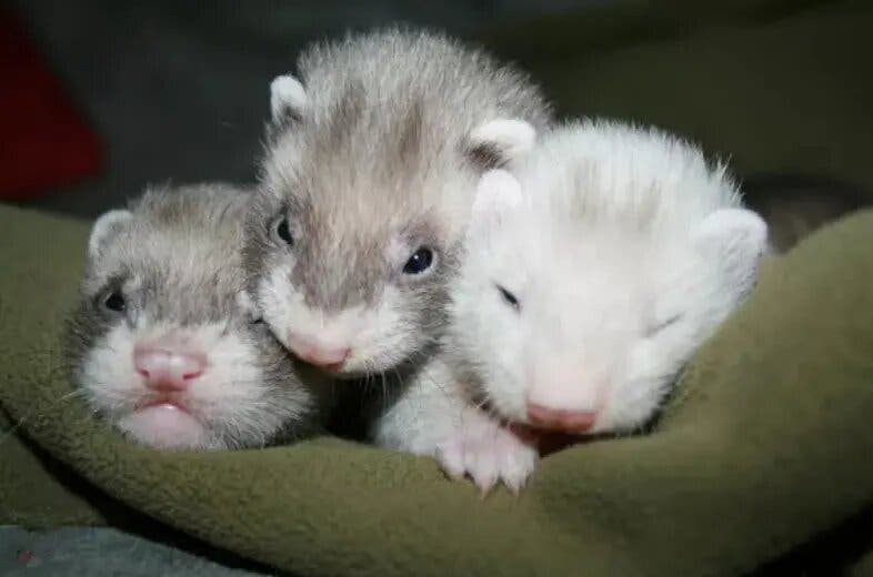 Beautiful ferret kits