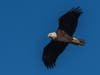 Bald Eagle (Haliaeetus leucocephalus) flying over Richard W. DeKorte Park in Lyndhurst, NJ