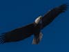 Bald Eagle (Haliaeetus leucocephalus)