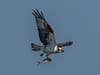 Osprey (Pandion haliaetus). Also known as the river hawk, fish hawk, or sea hawk, ospreys are large birds of prey.