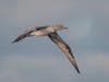 Northern Gannet